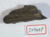 藏品(鹿角)的圖片